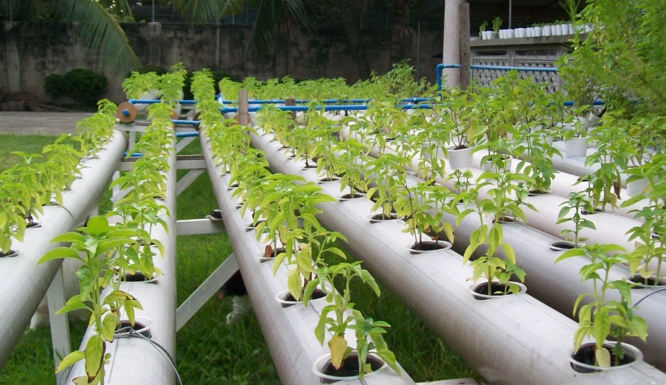 水培營養液配方