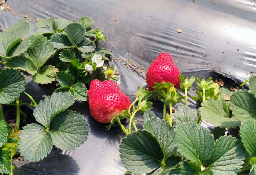 二崙草莓園 二崙草莓園