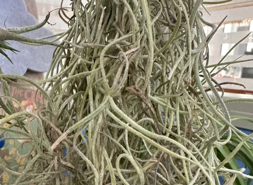 松蘿鳳梨照顧 松蘿鳳梨照顧