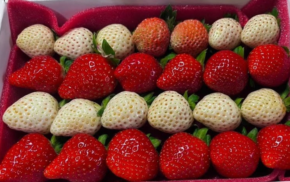 草莓品種介紹