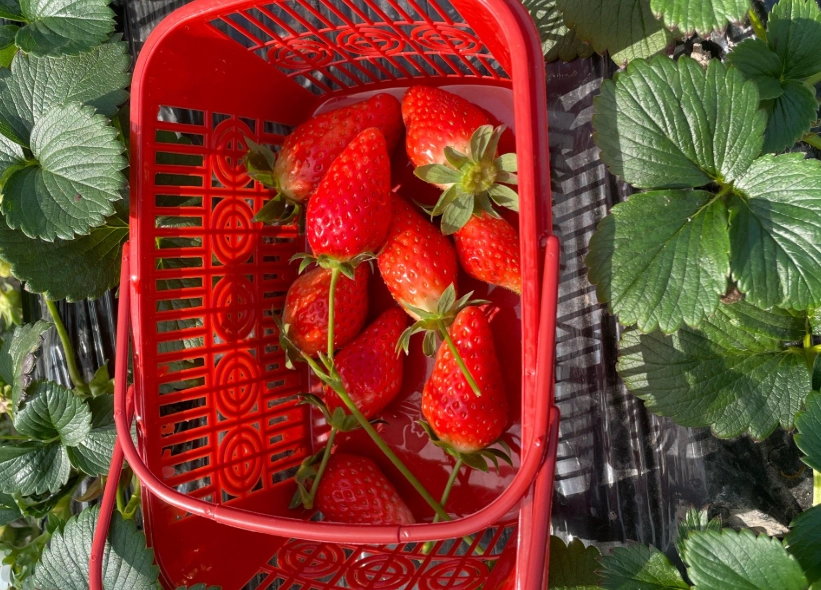 內湖採草莓時間