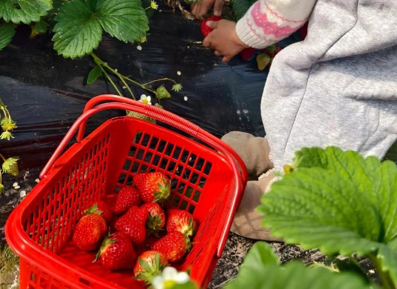 內湖草莓園推薦