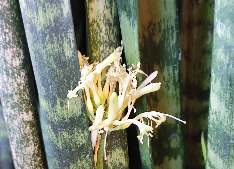 虎尾蘭開花照顧