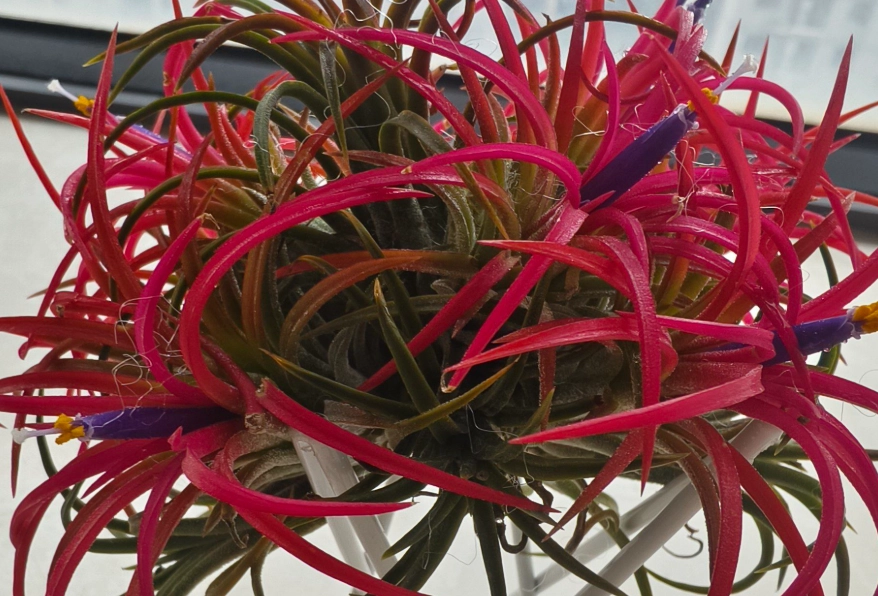 空氣鳳梨 小盆栽