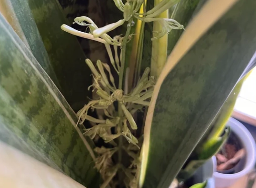 虎尾蘭開花照顧