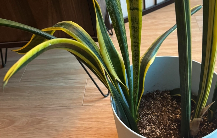 虎尾蘭彎曲原因