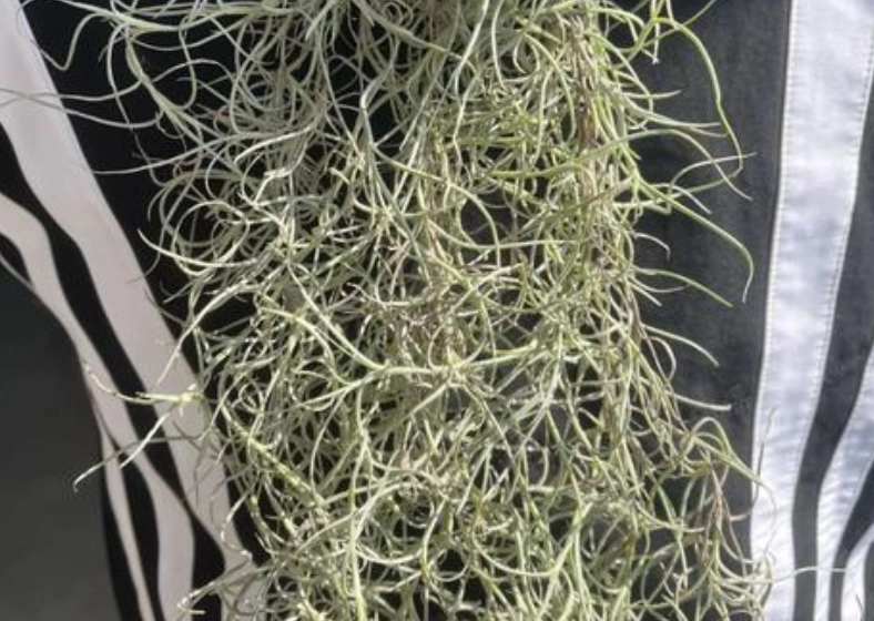 松蘿種植 松蘿種植