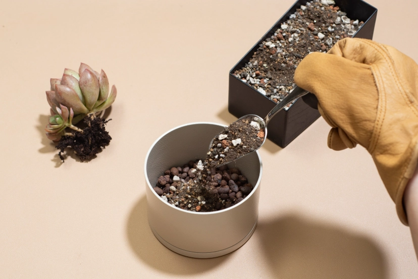 多肉植物換盆步驟 多肉植物換盆步驟