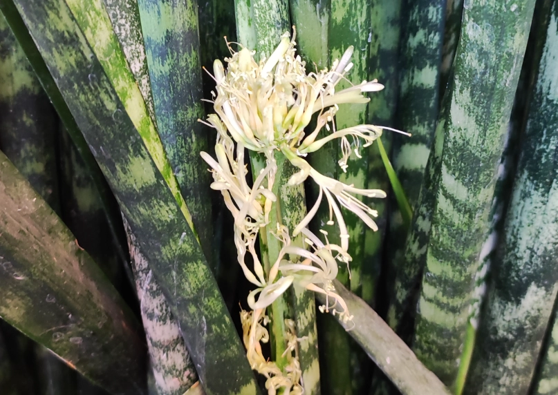 虎尾蘭開花原因