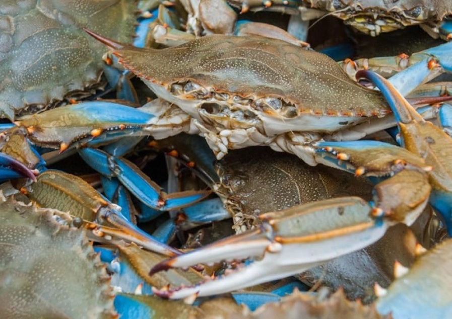 馬祖藍眼淚 螃蟹藍