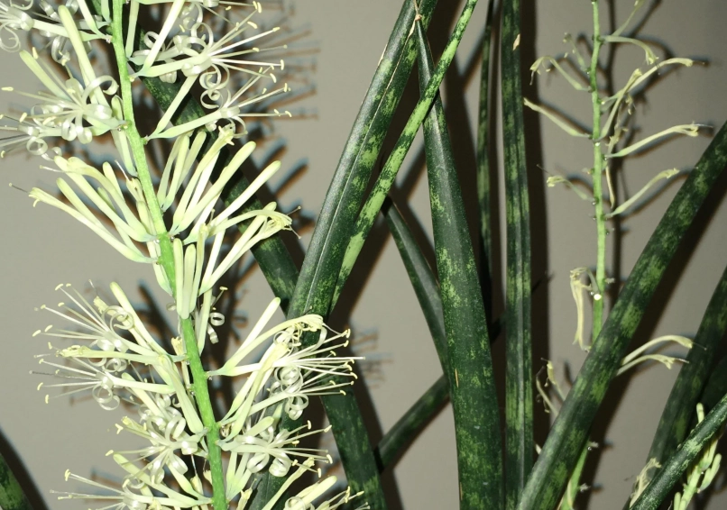 虎尾蘭開花照顧