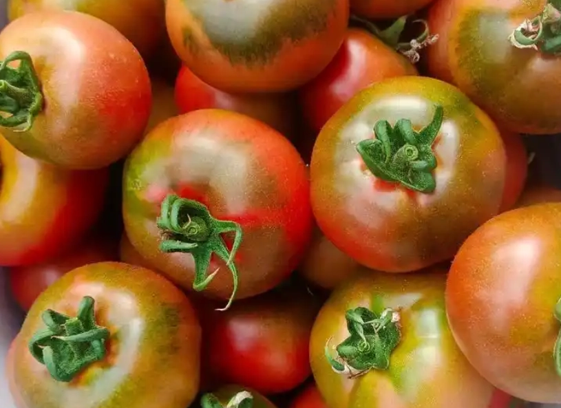 草莓番茄哪裡買