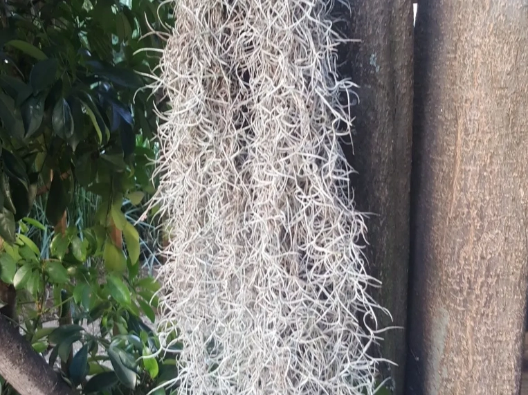 松蘿鳳梨照顧 松蘿鳳梨照顧