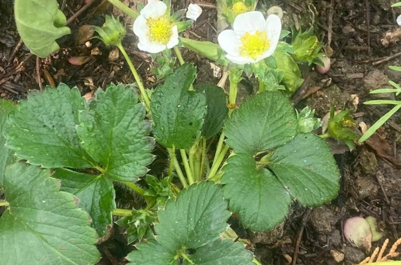 關西草莓苗哪裡買