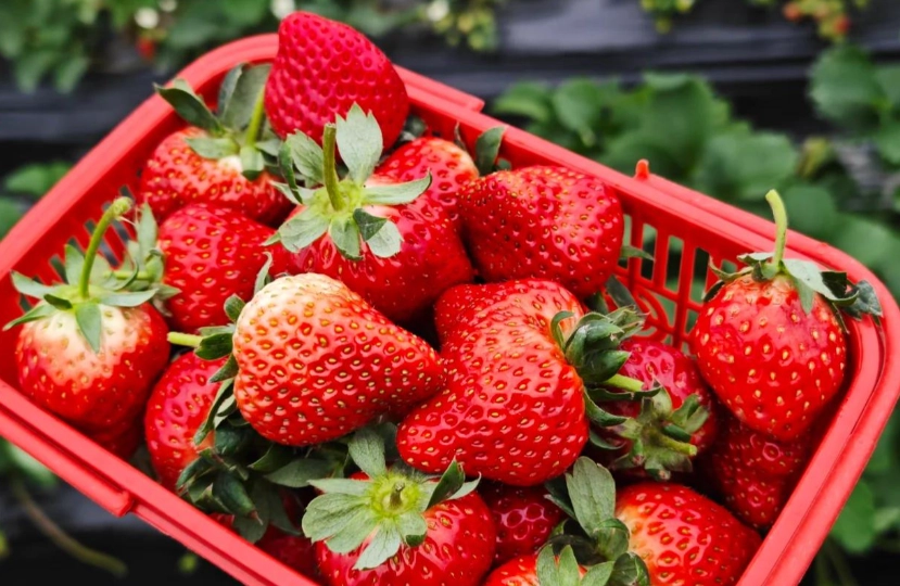 有機草莓園 推薦