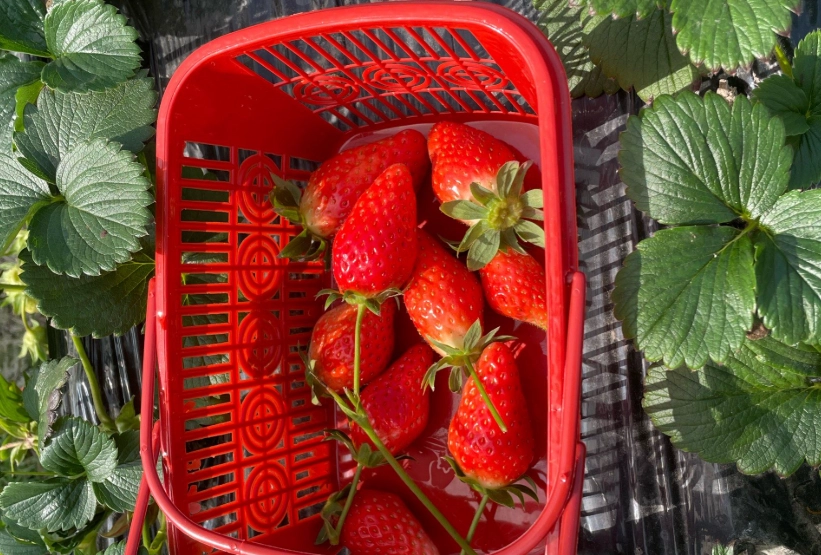 內灣採草莓 推薦 內灣採草莓 推薦