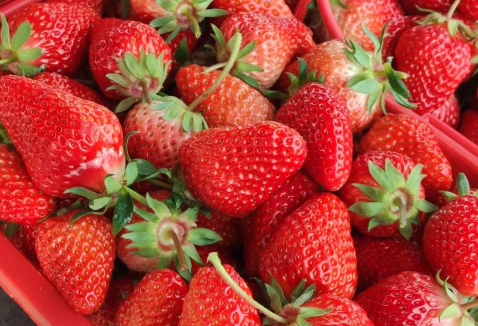 內湖草莓園推薦