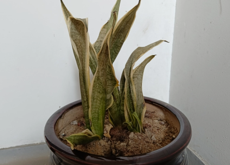 虎尾蘭 葉子 乾枯