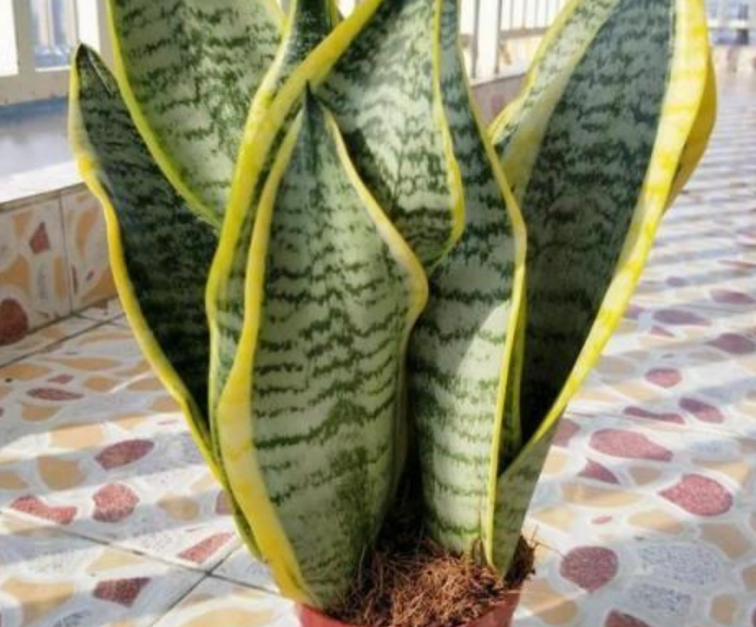 室內植物葉子捲曲