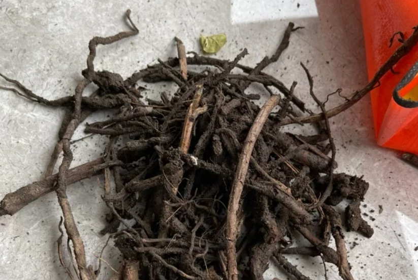 龜背芋氣根修剪