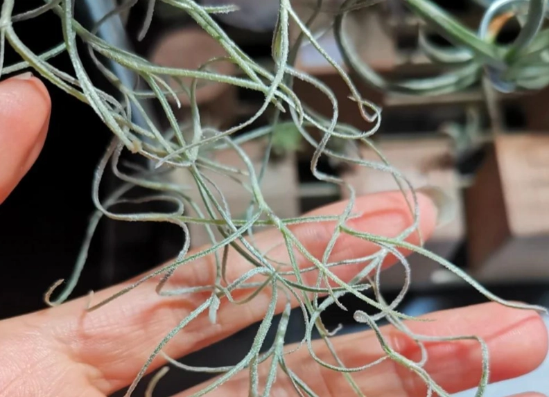 松蘿照顧 松蘿照顧