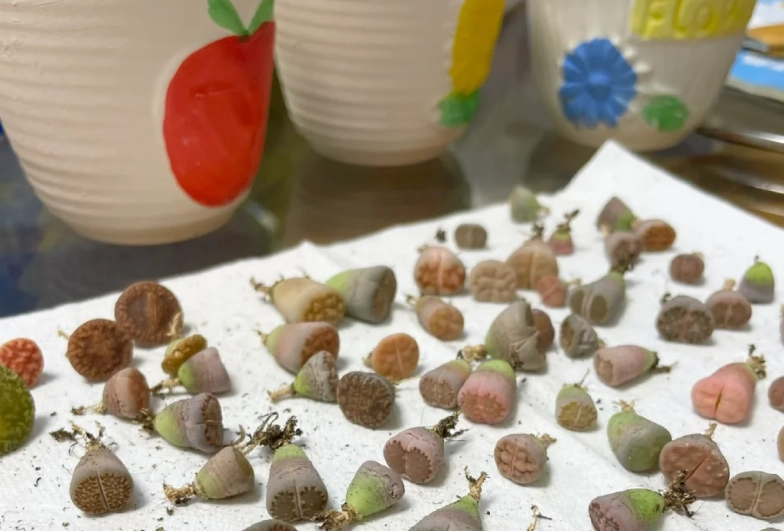 多肉植物換盆步驟 多肉植物換盆步驟