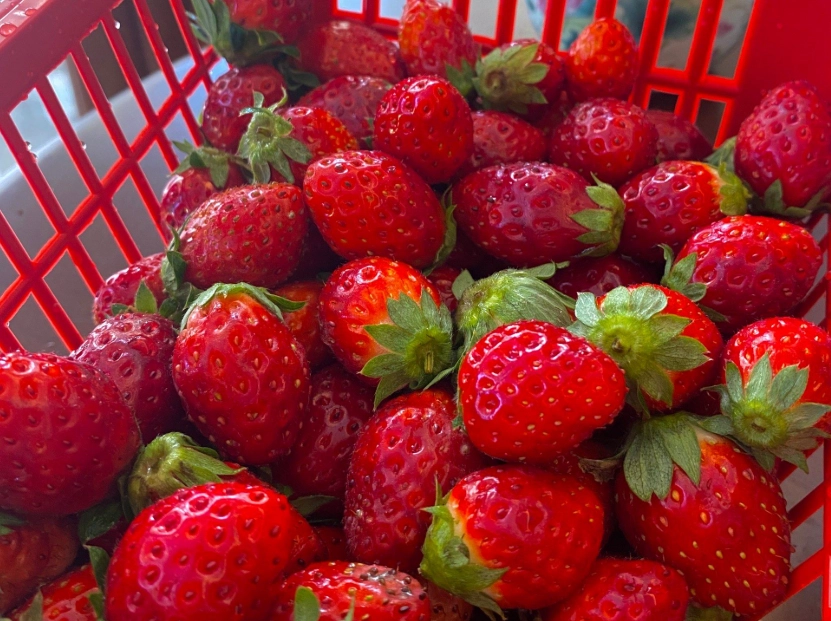 關西草莓 價格