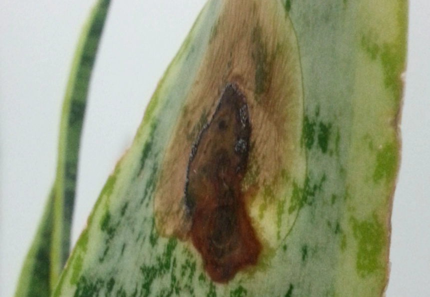 虎尾蘭褐斑病治療