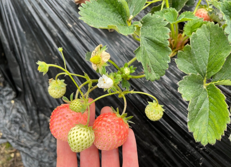 桑妮草莓園 桑妮草莓園