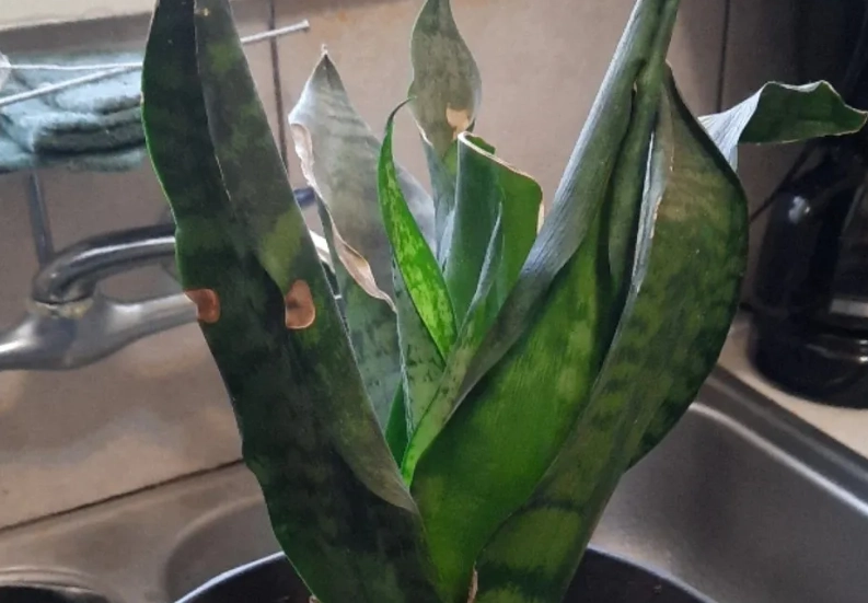 植物真菌病害防治