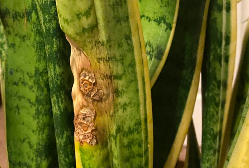 虎尾蘭褐斑病治療