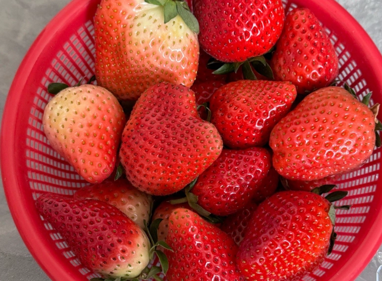 關西草莓 產地直銷