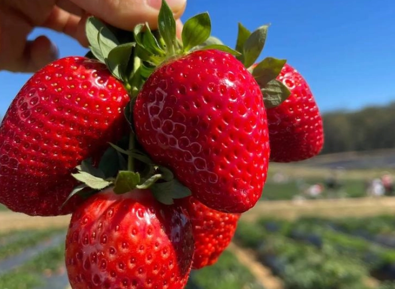 內湖採草莓