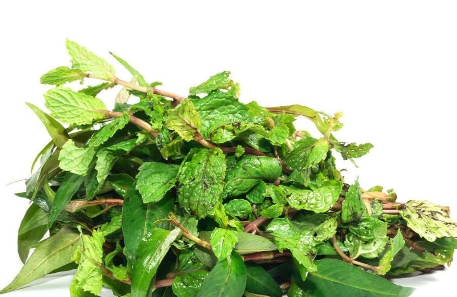 越南咖啡植物 越南咖啡植物