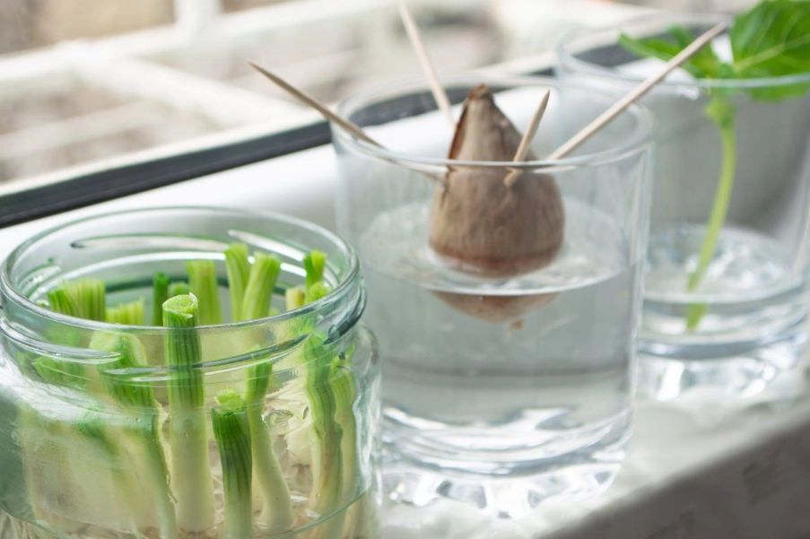 水耕蔬菜 缺點 水耕蔬菜 缺點