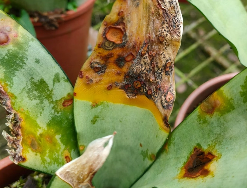 虎尾蘭葉子變黃