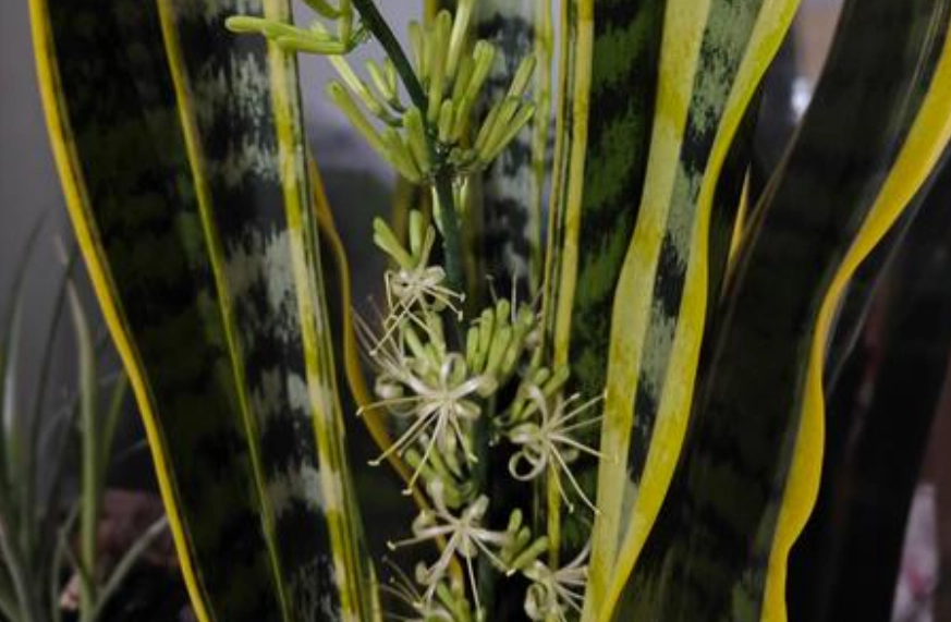 虎尾蘭開花照顧