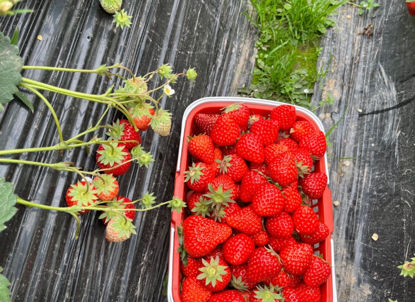大湖草莓價格