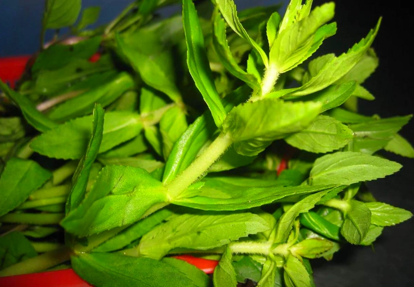 越南香料植物 越南香料植物