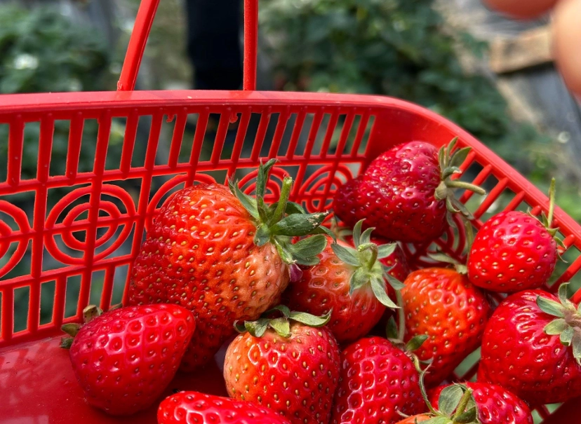 內灣採草莓 推薦 內灣採草莓 推薦