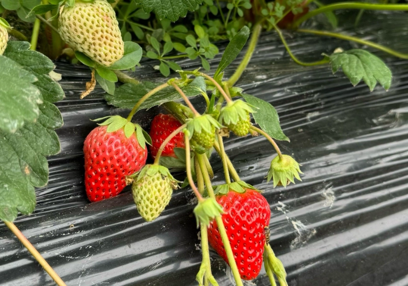 苗栗大湖草莓