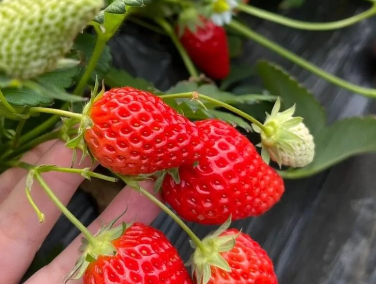 台北草莓園
