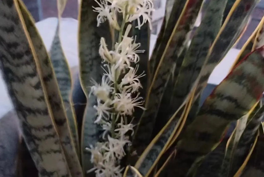 虎尾蘭開花原因