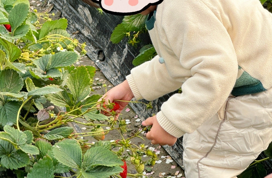 內灣採草莓 交通 內灣採草莓 交通