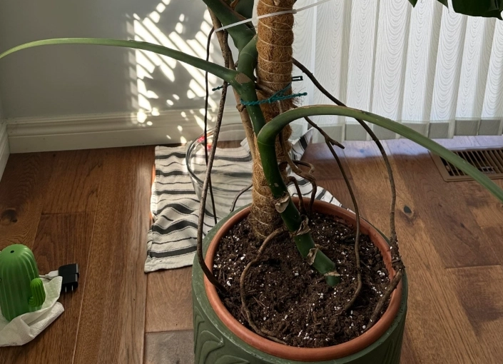 龜背芋氣根處理