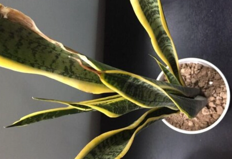 室內植物葉子捲曲