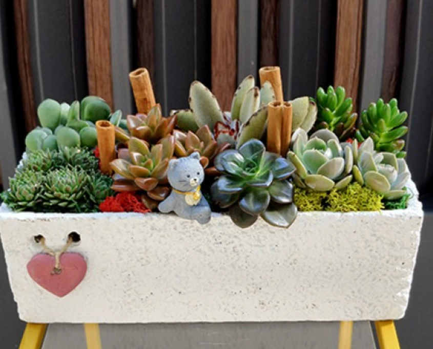 多肉植物組合技巧