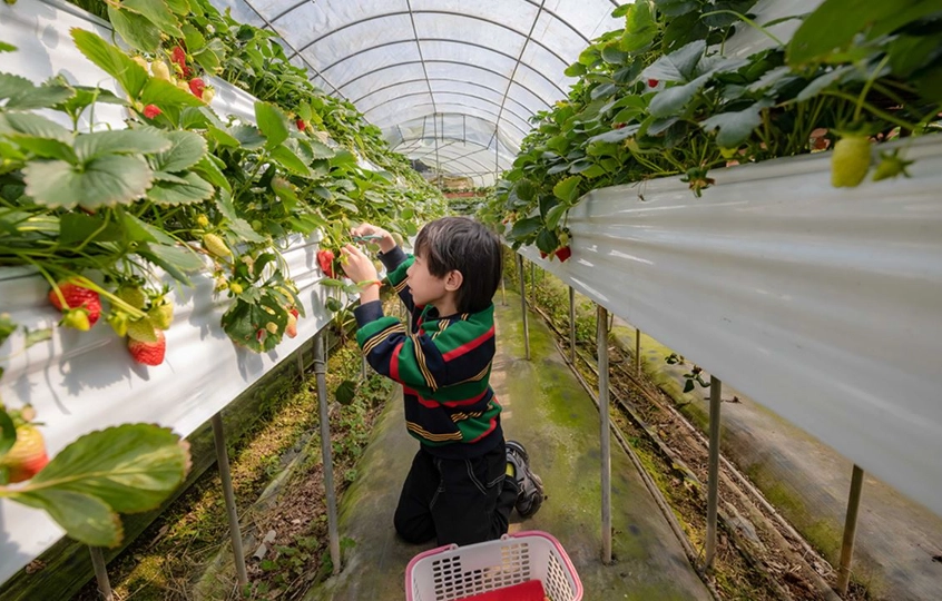 採草莓農場推薦