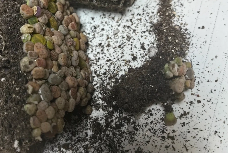 多肉換盆時機 多肉換盆時機