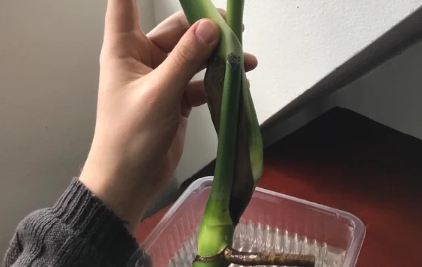 龜背芋氣根處理